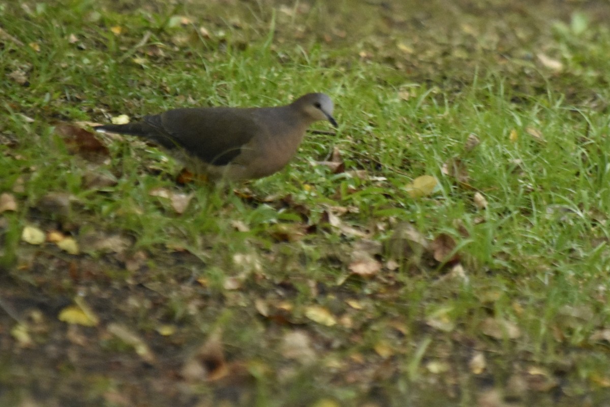 Gray-fronted Dove - ML617889103