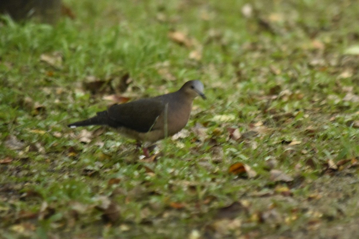 Gray-fronted Dove - ML617889104