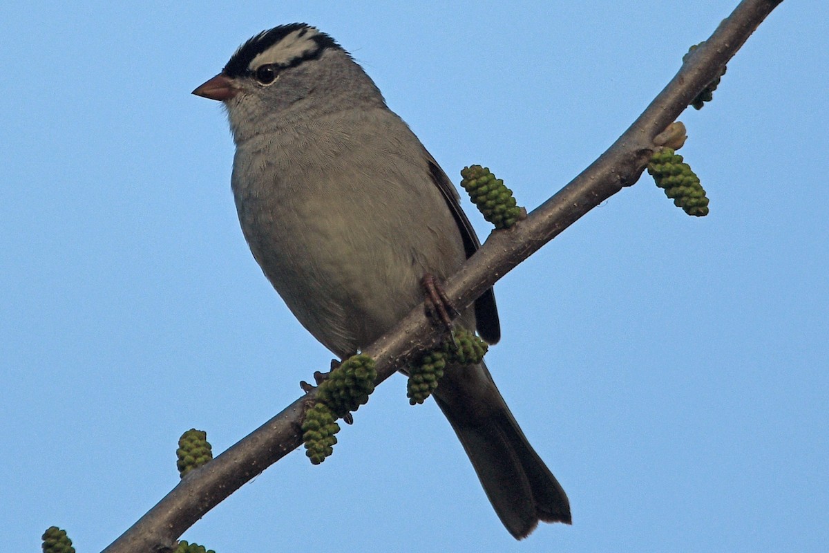 White-crowned Sparrow - Timothy Carstens