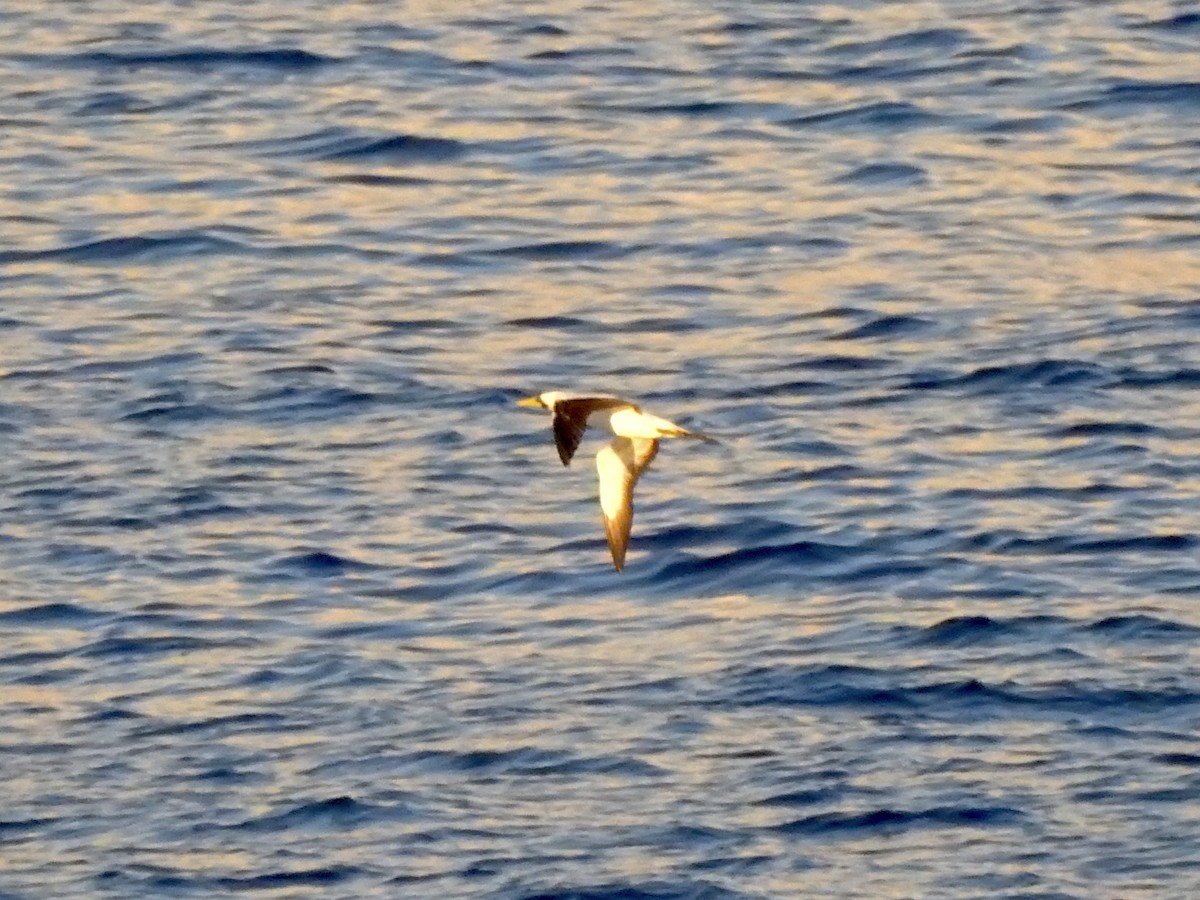 Masked Booby - ML617889128
