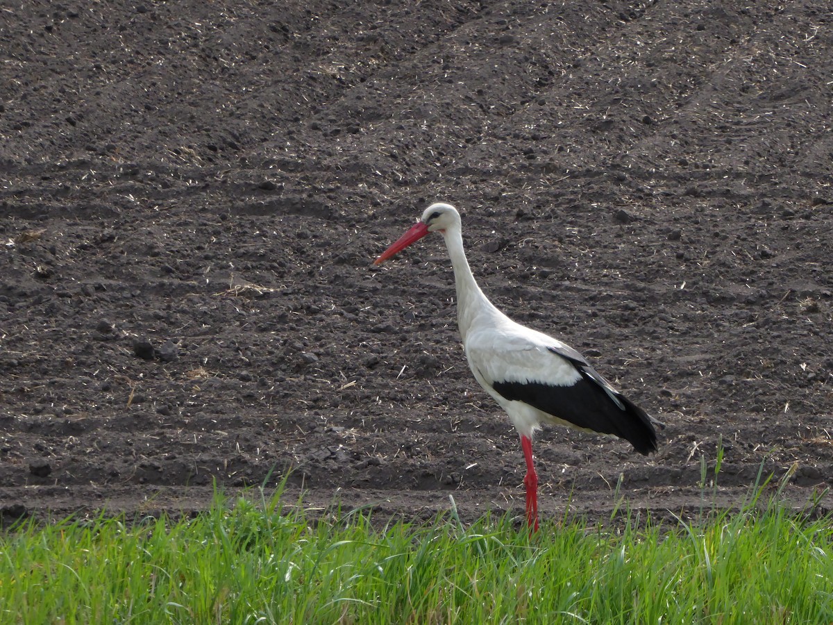 White Stork - ML617889155
