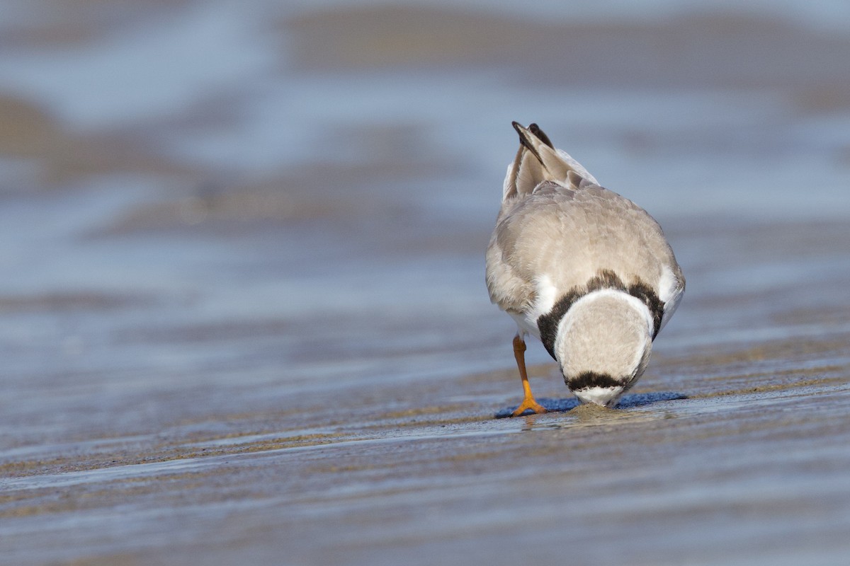 Piping Plover - ML617889248