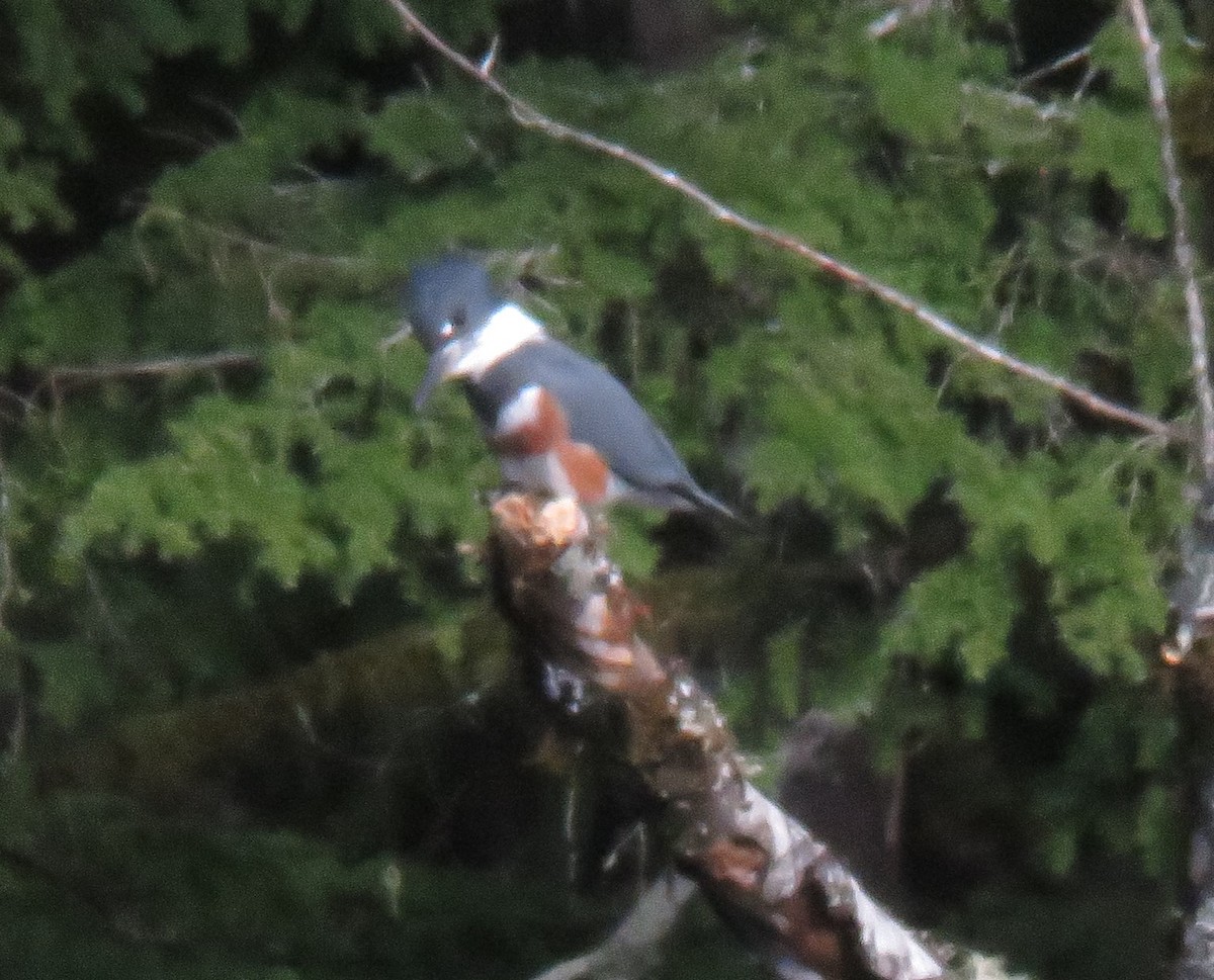 Belted Kingfisher - Kathryn Clouston