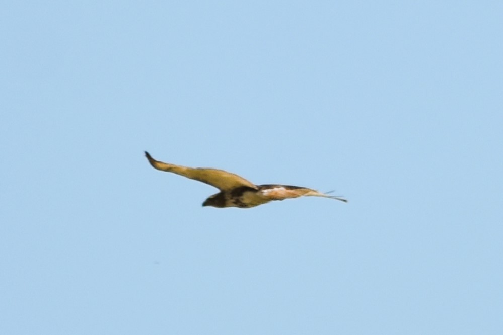 Red-tailed Hawk (borealis) - ML617889268