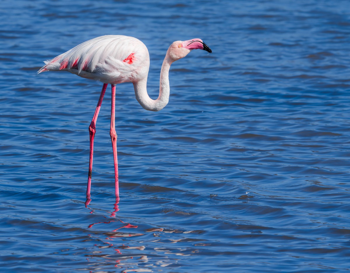Greater Flamingo - ML617889274