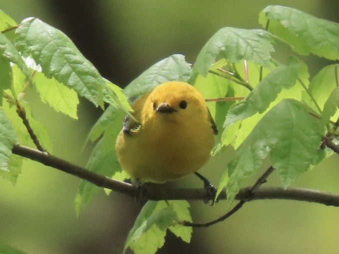 Prothonotary Warbler - ML617889277