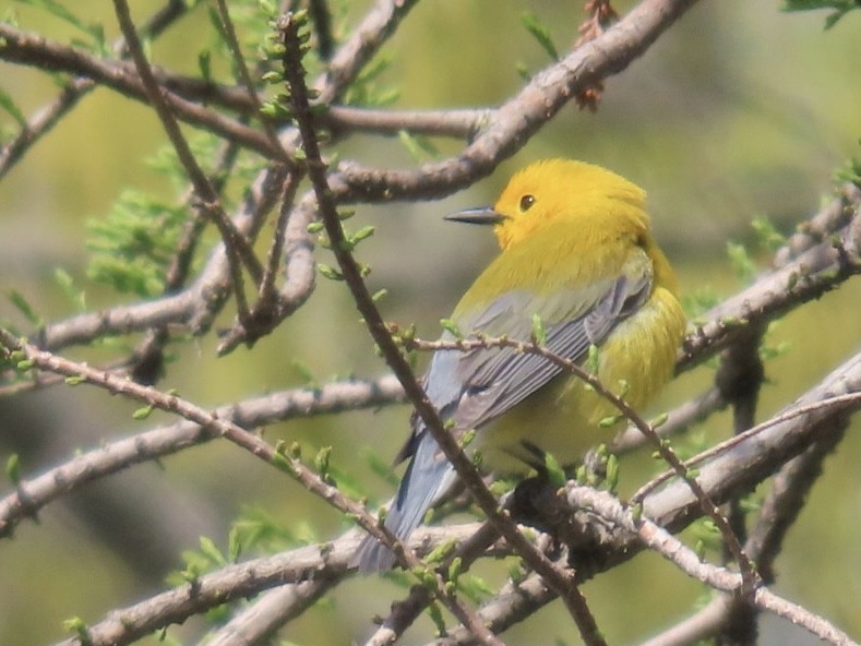 Prothonotary Warbler - ML617889278