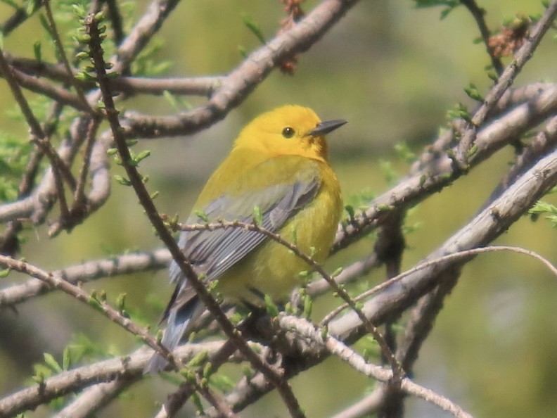 Prothonotary Warbler - ML617889279