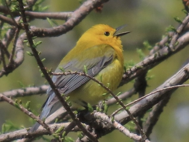 Prothonotary Warbler - ML617889280