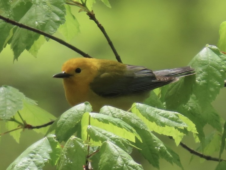 Prothonotary Warbler - ML617889281