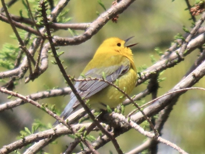 Prothonotary Warbler - ML617889282