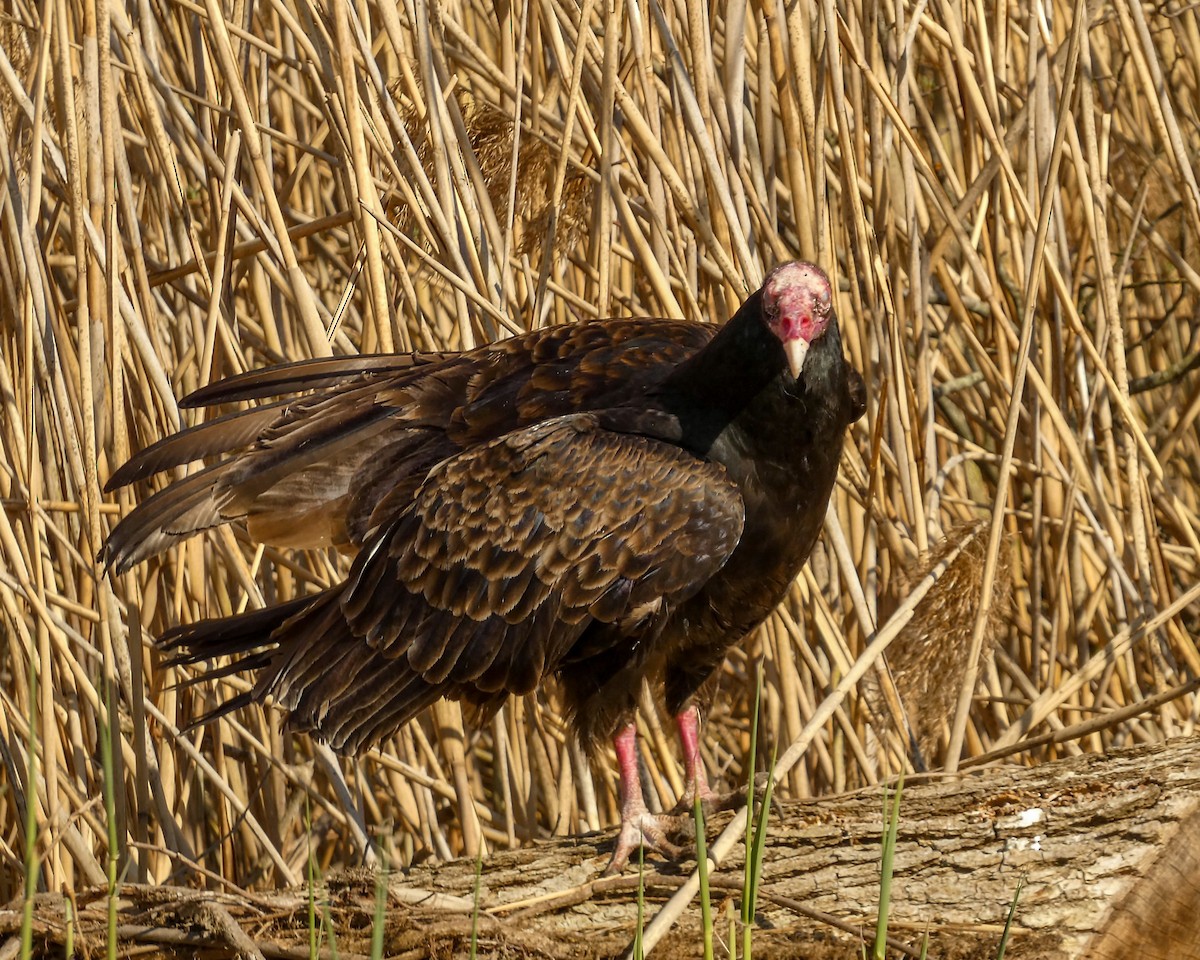 Turkey Vulture - ML617889307