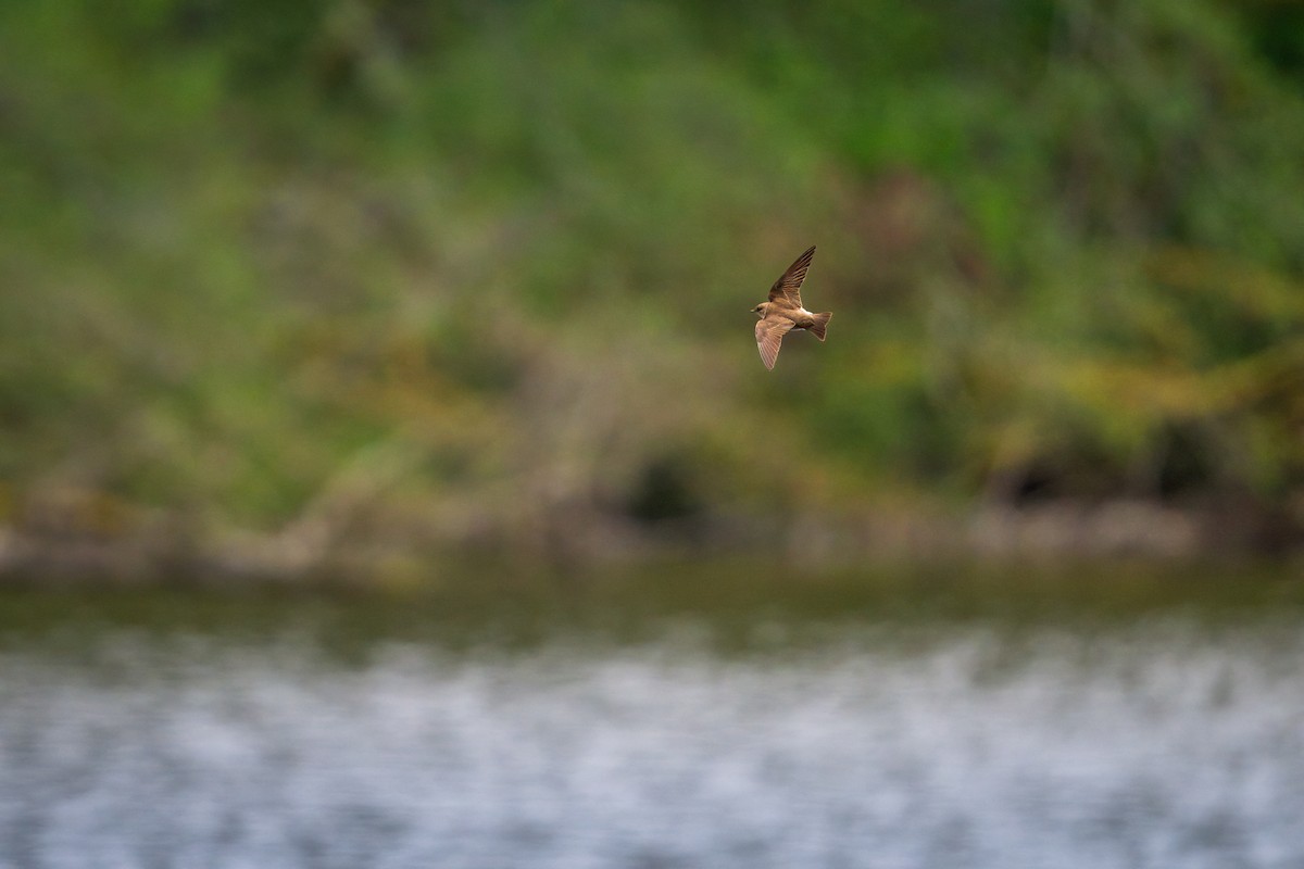 Northern Rough-winged Swallow - ML617889309