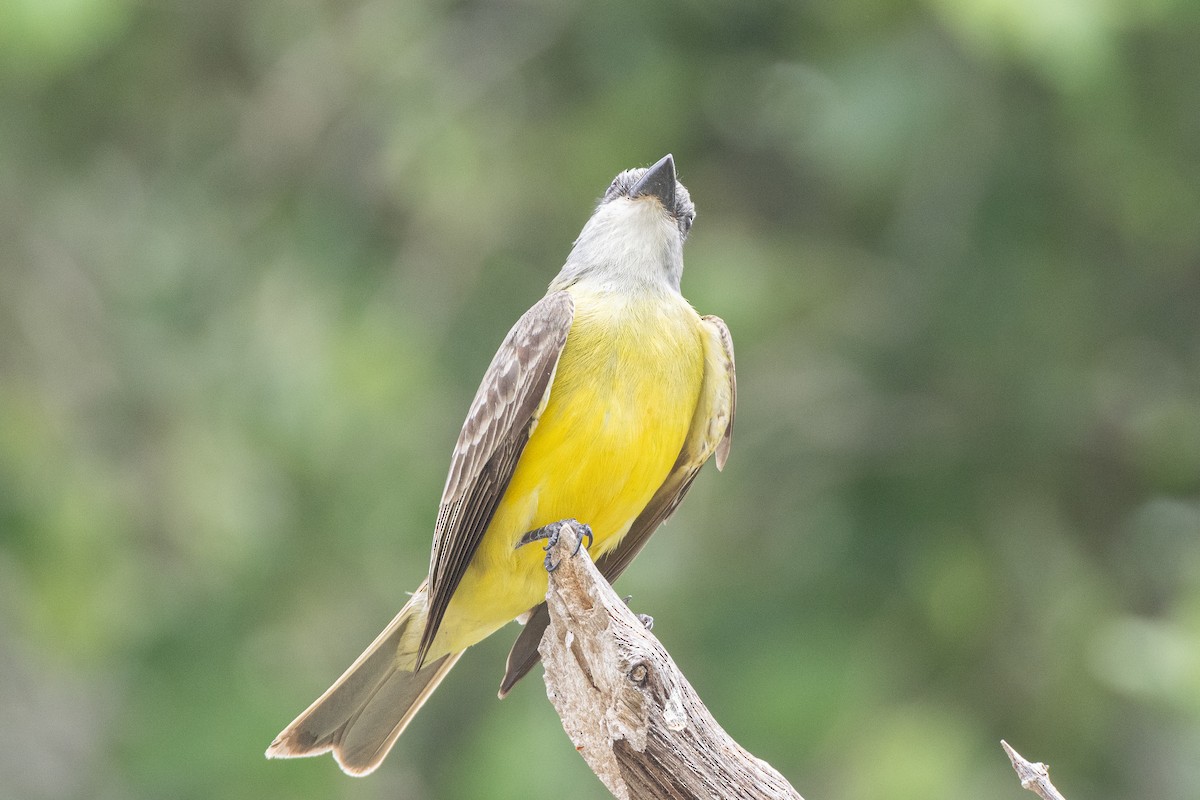 Couch's Kingbird - Michael Henry