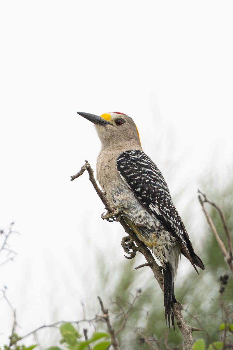 Golden-fronted Woodpecker - ML617889359