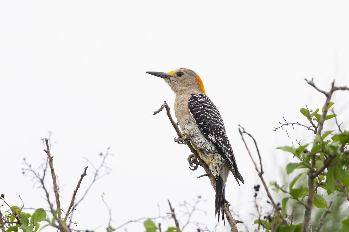 Golden-fronted Woodpecker - ML617889361