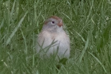 Field Sparrow - ML617889381