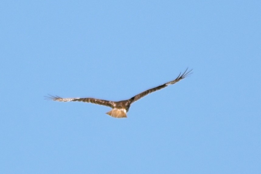 Red-tailed Hawk (borealis) - ML617889382