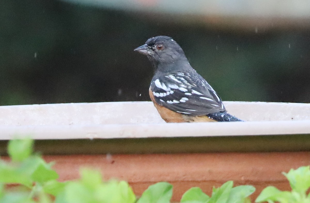 Spotted Towhee - ML617889399