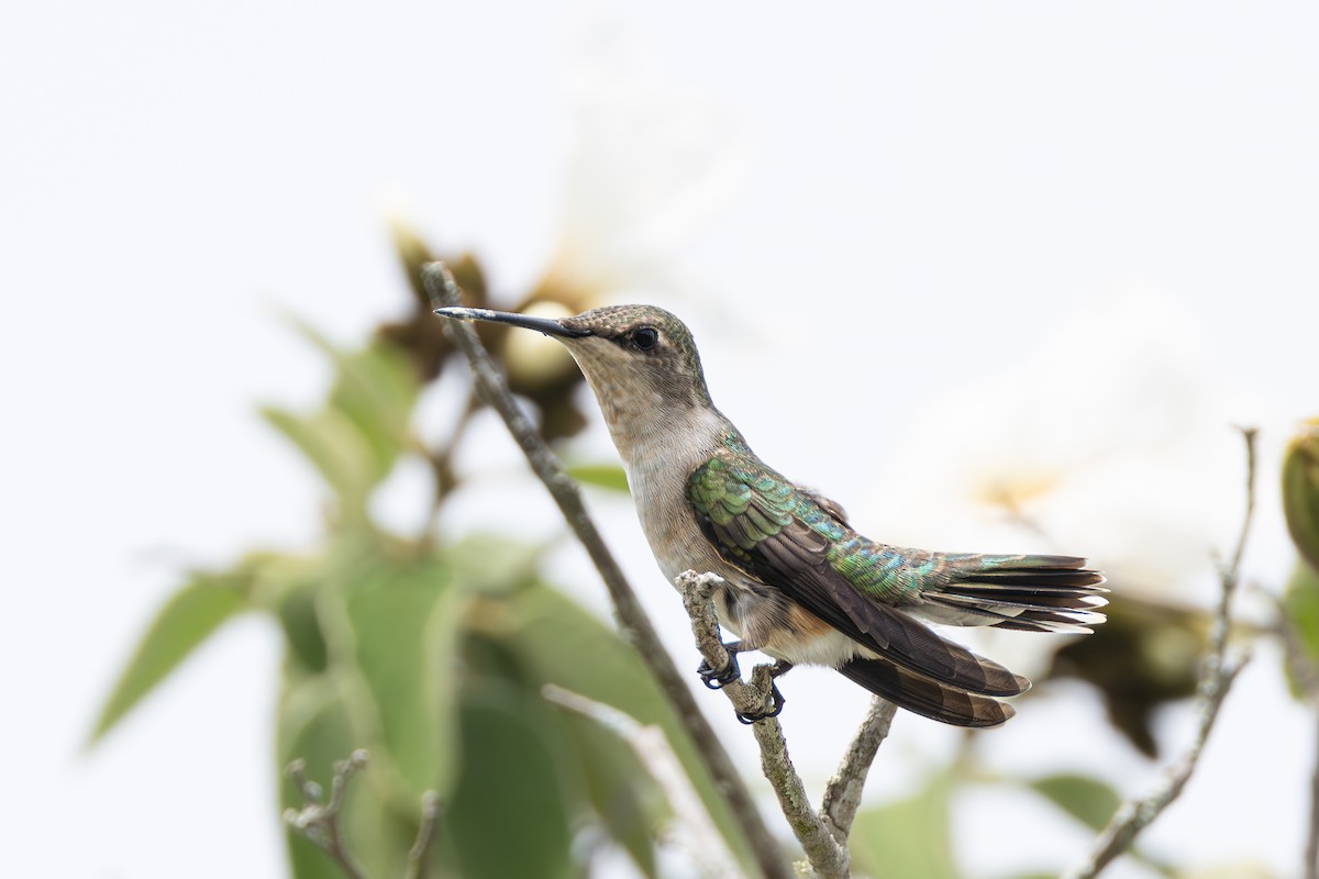 Ruby-throated Hummingbird - ML617889412