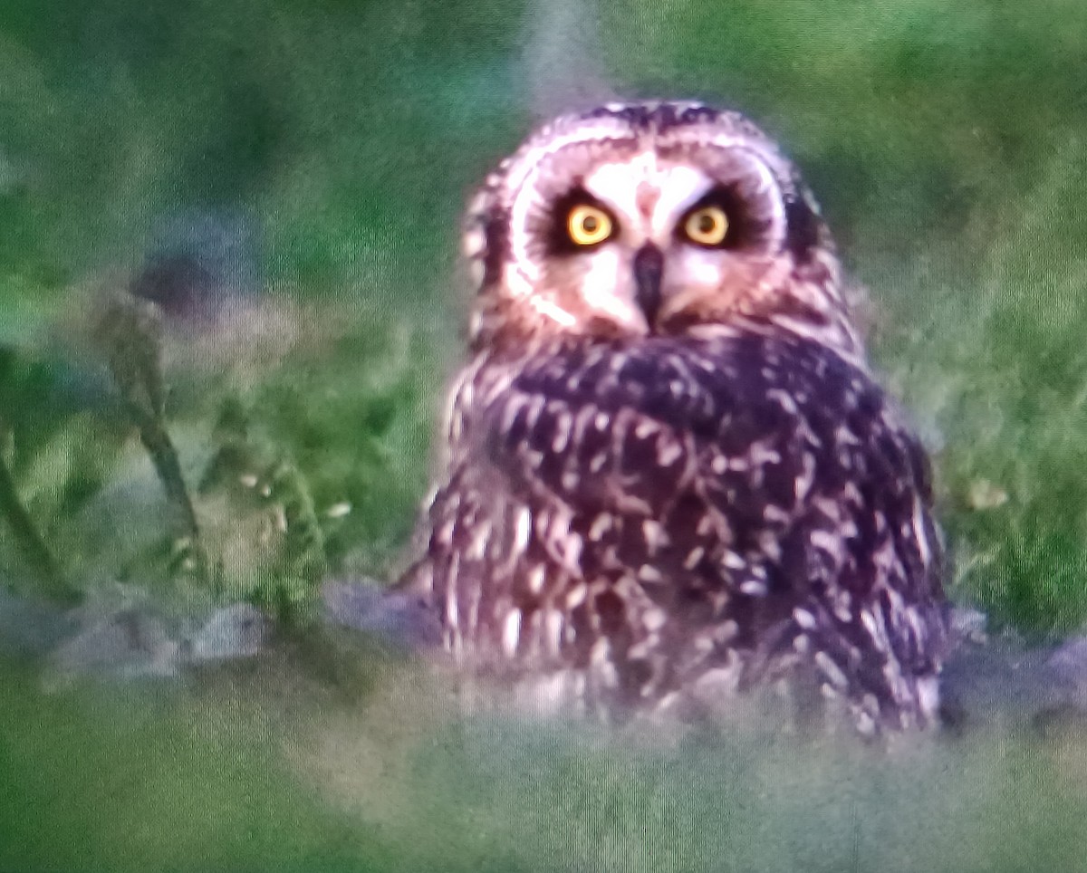 Short-eared Owl - ML617889414