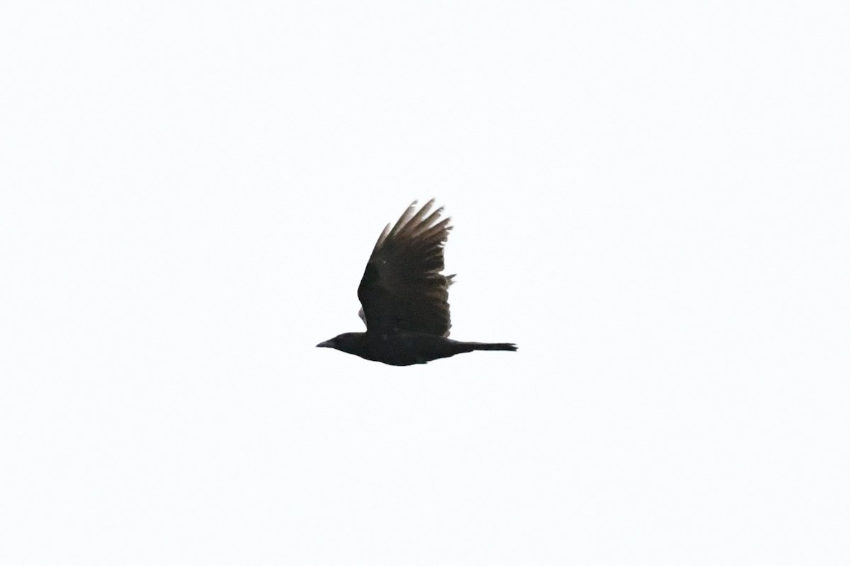 Fish Crow - Cameron Chevalier
