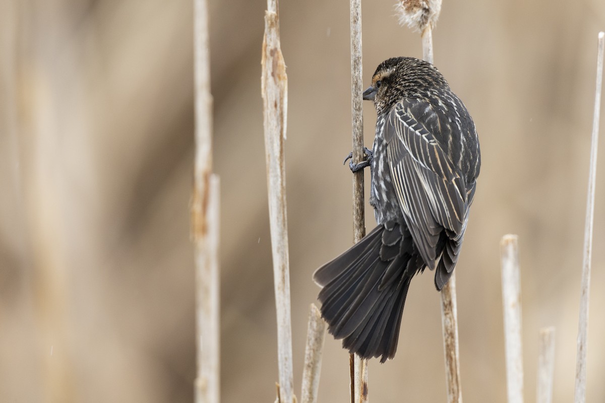Red-winged Blackbird (Red-winged) - ML617889430