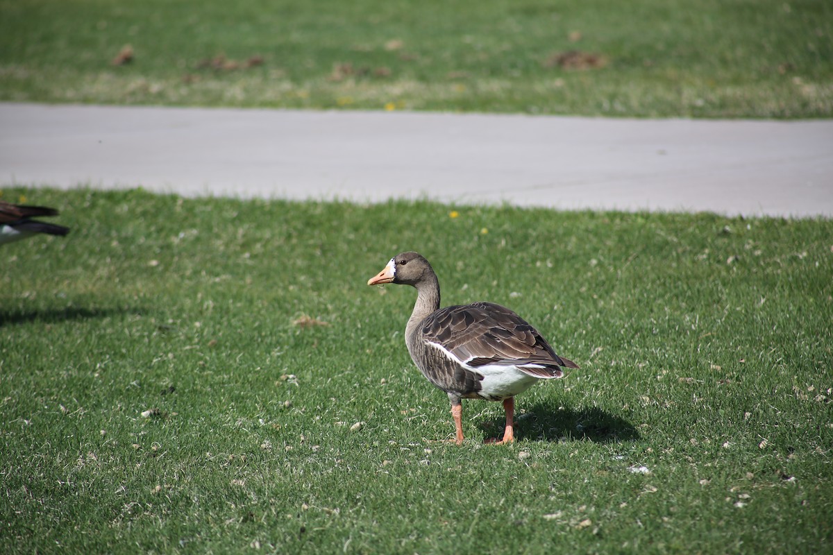Greater White-fronted Goose - ML617889465