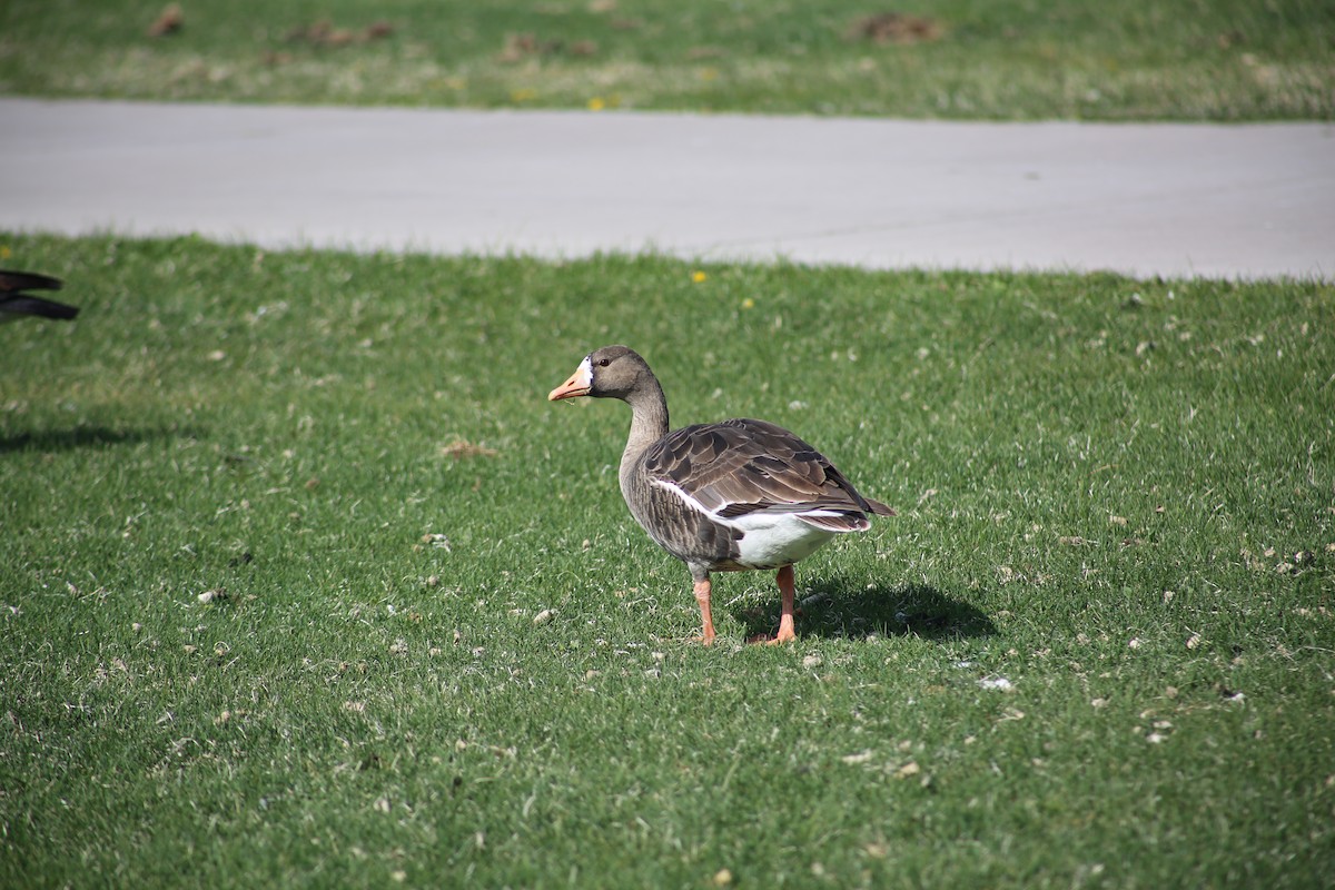 Greater White-fronted Goose - ML617889466