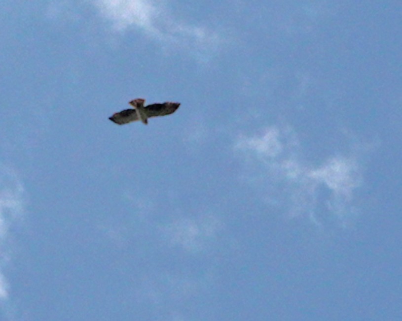 Short-tailed Hawk - ML617889531