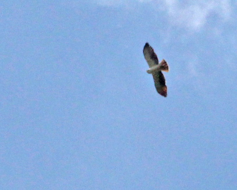 Short-tailed Hawk - ML617889532