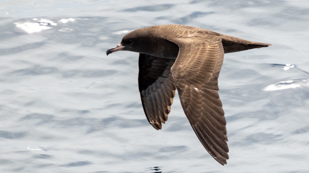 Flesh-footed Shearwater - ML617889535