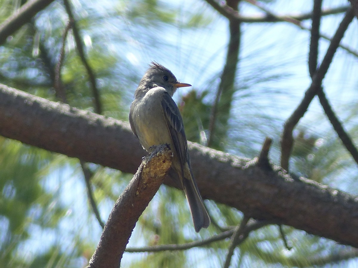 Greater Pewee - ML617889551