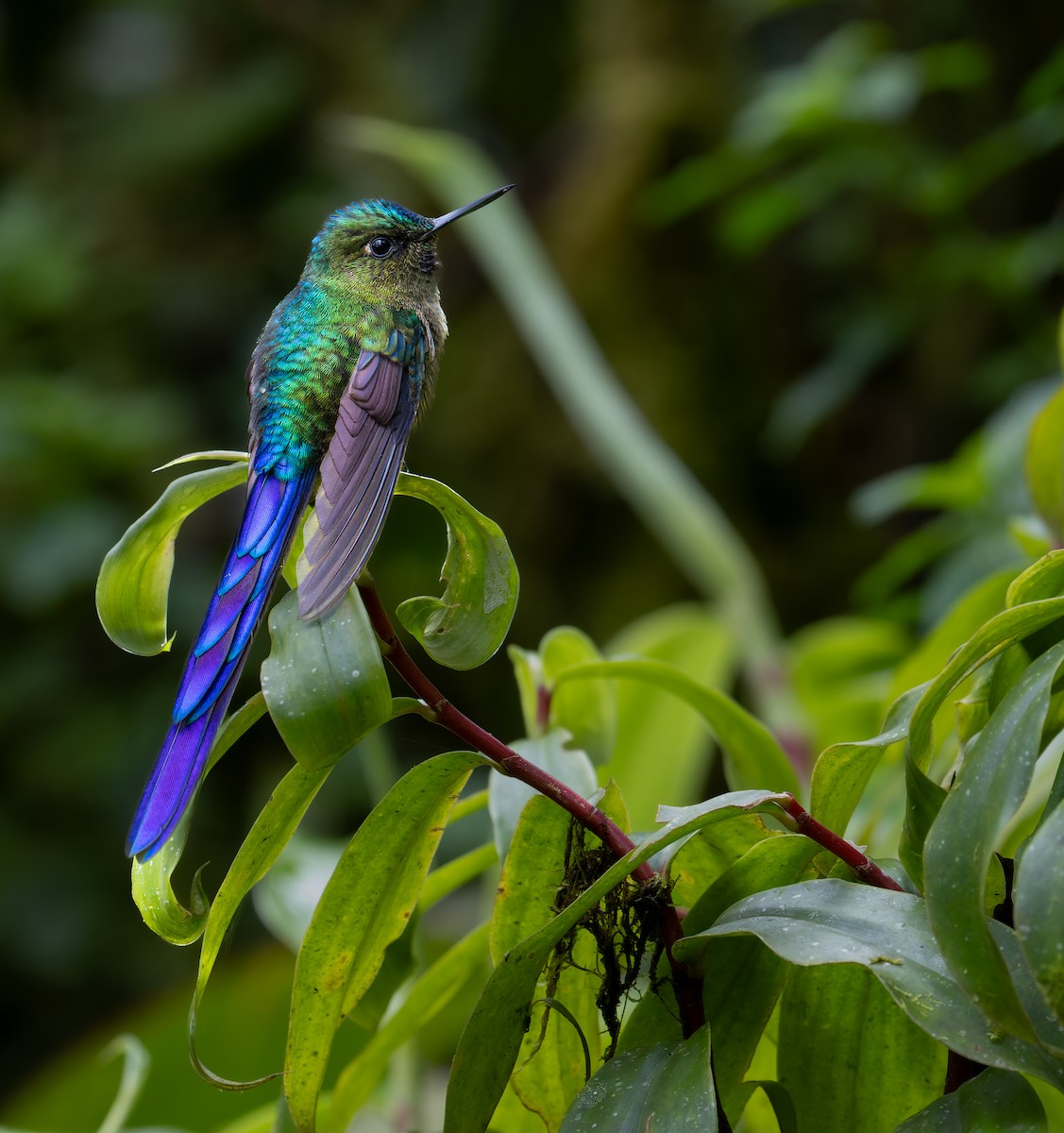 Violet-tailed Sylph - ML617889593