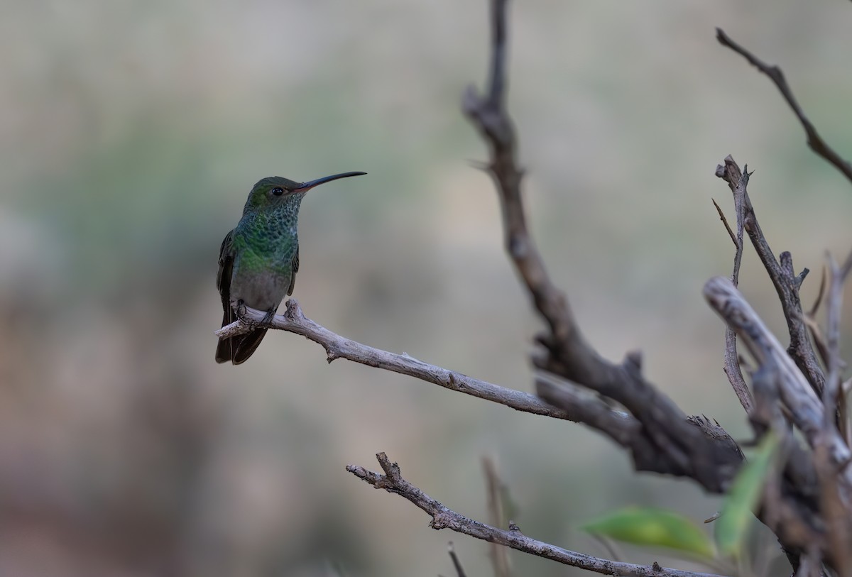 Rufous-tailed Hummingbird - Simon Boivin