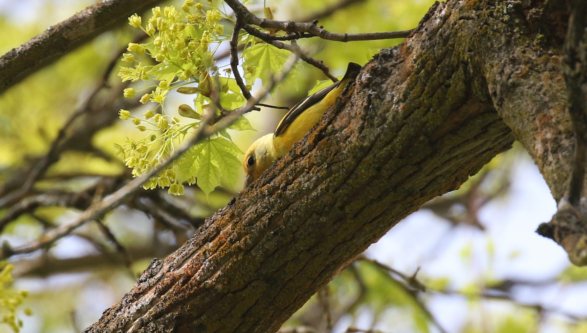 Western Tanager - ML617889650