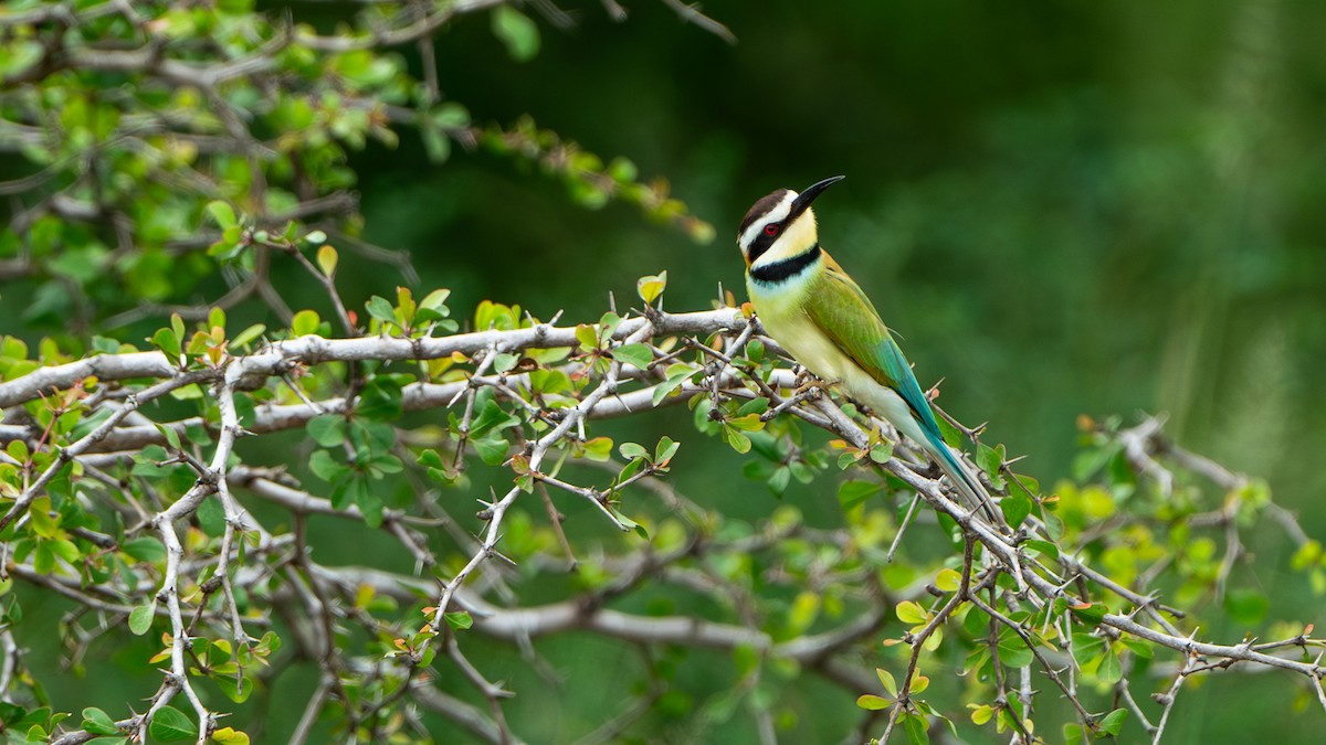 White-throated Bee-eater - ML617889659