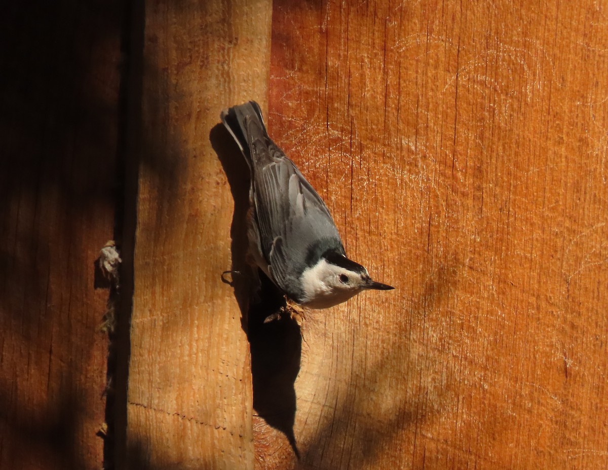 White-breasted Nuthatch (Interior West) - ML617889694