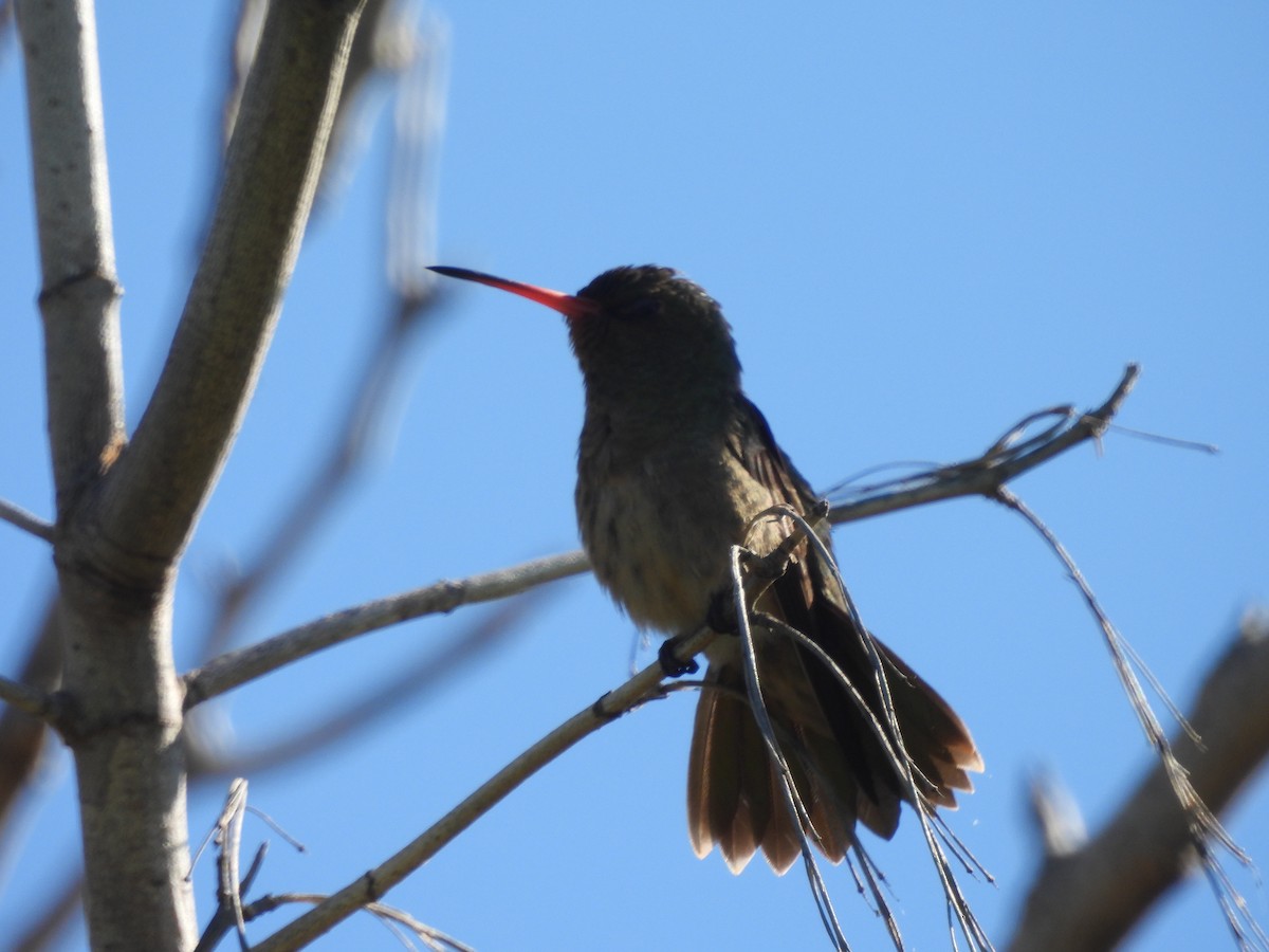 Gilded Hummingbird - ML617889715