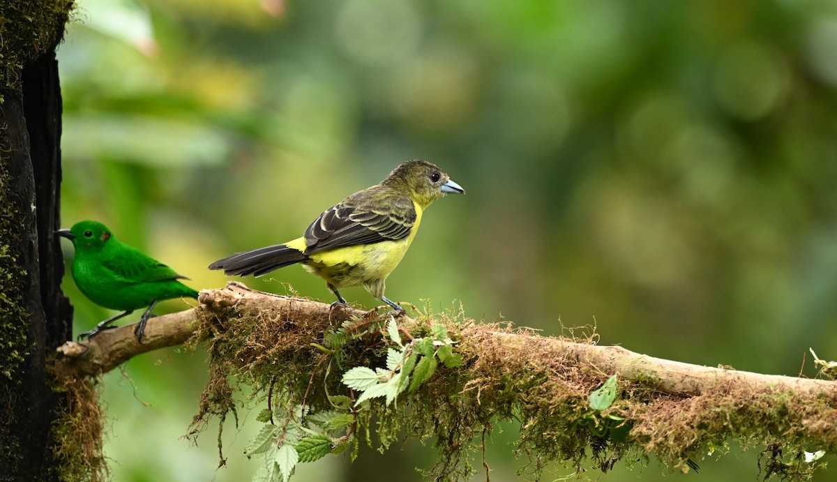 Flame-rumped Tanager - Marcelo Donoso