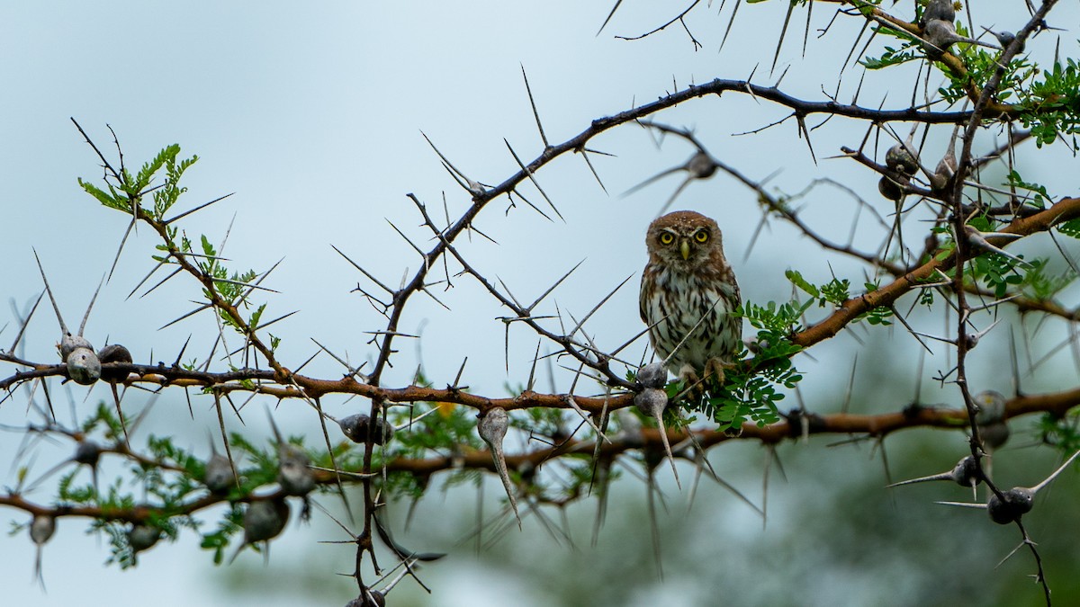 Pearl-spotted Owlet - ML617889726