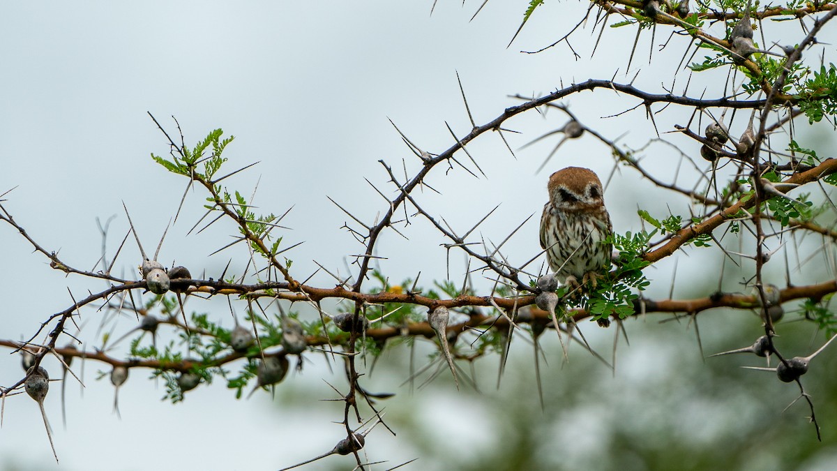 Pearl-spotted Owlet - ML617889727