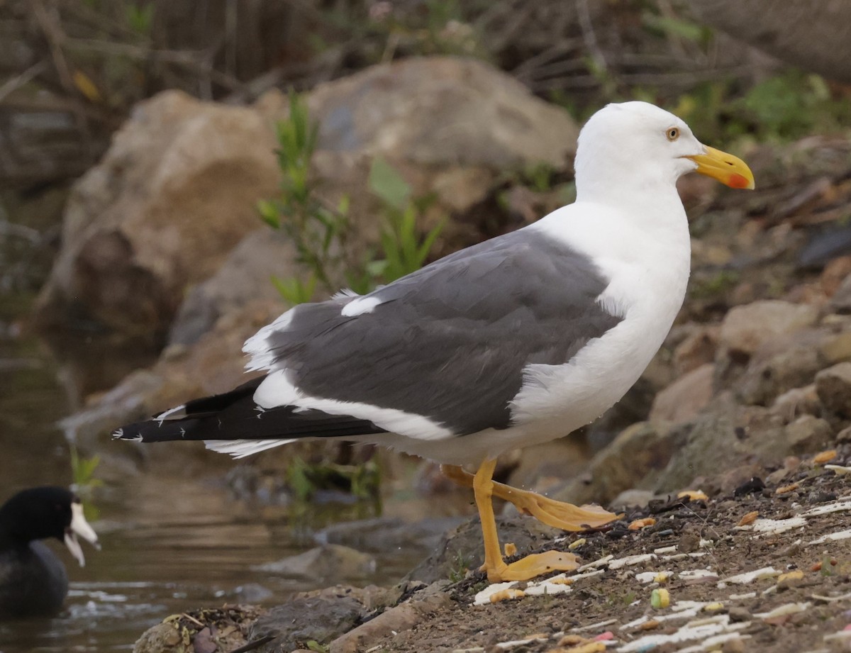 Yellow-footed Gull - Marvin Nelson