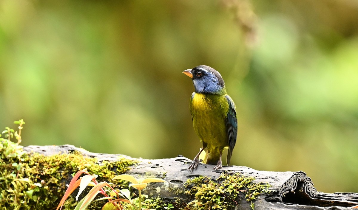 Moss-backed Tanager - ML617889750