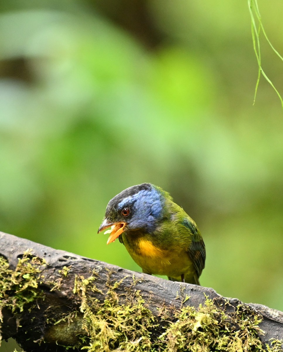 Moss-backed Tanager - Marcelo Donoso