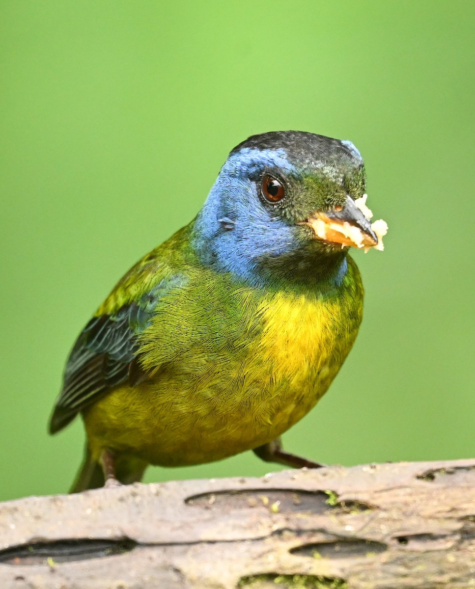Moss-backed Tanager - ML617889752
