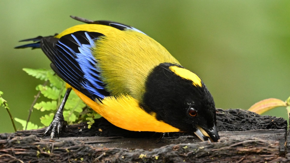 Black-chinned Mountain Tanager - ML617889765