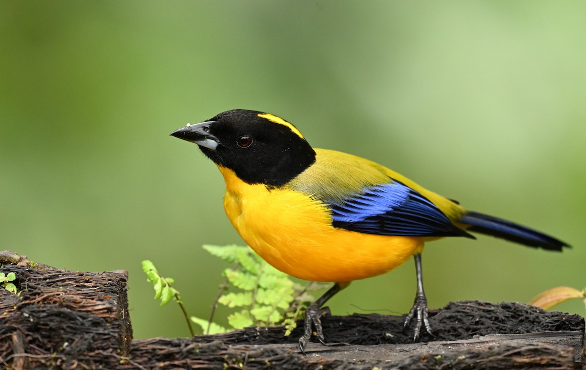Black-chinned Mountain Tanager - ML617889766