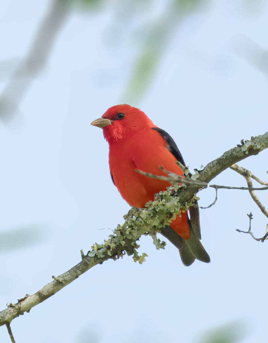 Scarlet Tanager - ML617889777