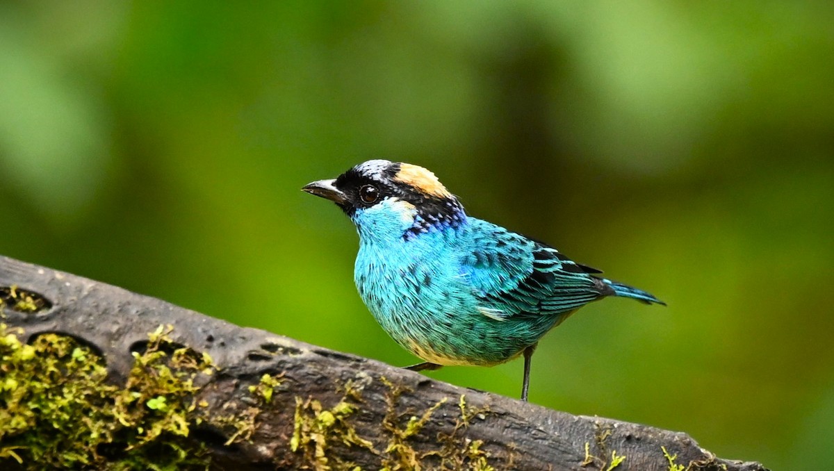 Golden-naped Tanager - ML617889790